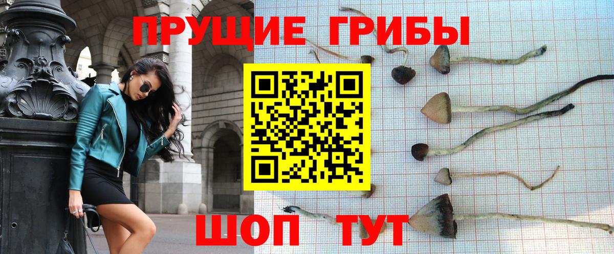 Псилоцибиновые грибы Psilocybe Горно-Алтайск